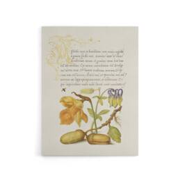 "Artery8 Daffodil Flower & Oak Acorns Calligraphy Canvas Wall Art Print in Beige - Size: W12"" x H16""" - thumbnail 1