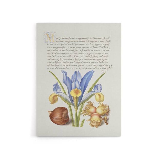 "Artery8 Iris Flower & Hazelnut Calligraphy Canvas Wall Art Print in White - Size: W12"" x H16""" - image 1