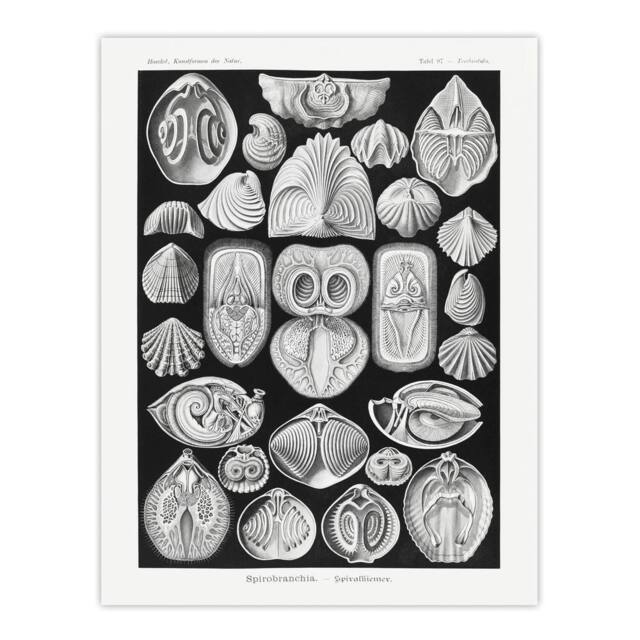 "Artery8 Spirobranchus Vintage Marine Life Haeckel Wall Art Print Poster in Black - Size: W12"" x H16""" - image 1