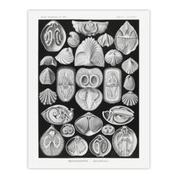 "Artery8 Spirobranchus Vintage Marine Life Haeckel Wall Art Print Poster in Black - Size: W12"" x H16""" - thumbnail 1