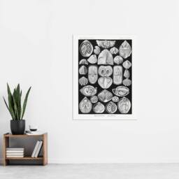 "Artery8 Spirobranchus Vintage Marine Life Haeckel Wall Art Print Poster in Black - Size: W12"" x H16""" - thumbnail 4