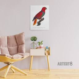 "Artery8 The Eclectus Parrot Francois Levaillant Canvas Wall Art Print in White - Size: W12"" x H16""" - thumbnail 3