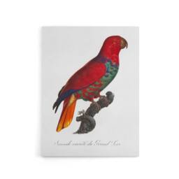 "Artery8 The Eclectus Parrot Francois Levaillant Canvas Wall Art Print in White - Size: W12"" x H16""" - thumbnail 1