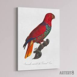 "Artery8 The Eclectus Parrot Francois Levaillant Canvas Wall Art Print in White - Size: W12"" x H16""" - thumbnail 2