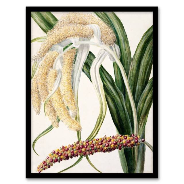 Artery8 Sarah Featon Framed Wall Art New Zealand Perching Lily Flower Plant in Beige - Size: A4 - image 1