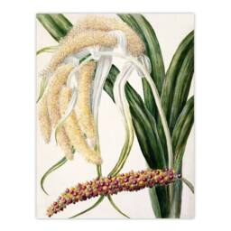 Artery8 Sarah Featon Framed Wall Art New Zealand Perching Lily Flower Plant in Beige - Size: A4 - thumbnail 3