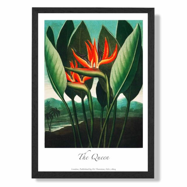 ARTZE Vintage Floral Exhibition - The Queen Tropical Flower Framed Print SIZE: A2 with Black Frame in Red - Size: A4 - image 1