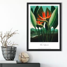 ARTZE Vintage Floral Exhibition - The Queen Tropical Flower Framed Print SIZE: A2 with Black Frame in Red - Size: A4 - thumbnail 2