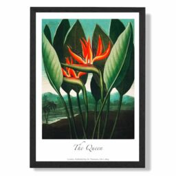 ARTZE Vintage Floral Exhibition - The Queen Tropical Flower Framed Print SIZE: A2 with Black Frame in Red - Size: A4
