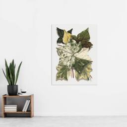 "Artery8 Various Ivy Leaves Watercolor Painting Hibberd Wall Art Poster Print in Green - Size: W12"" x H16""" - thumbnail 4