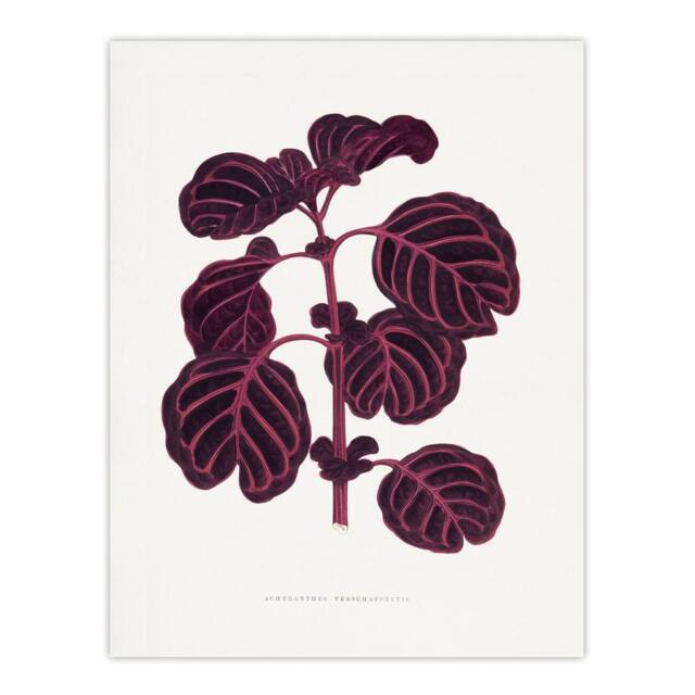 "Artery8 AF Lydon B Fawcett Pink Achyranthes Verschaffeltii Wall Art Print in White - Size: W12"" x H16""" - image 1