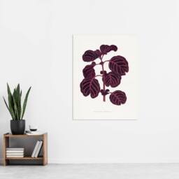 "Artery8 AF Lydon B Fawcett Pink Achyranthes Verschaffeltii Wall Art Print in White - Size: W12"" x H16""" - thumbnail 4