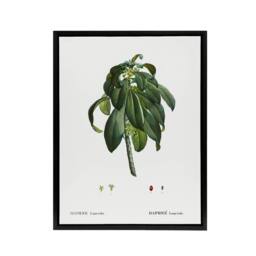 "Artery8 Spurge Laurel Botanical Redoute Vintage Black Framed Canvas Wall Art in White - Size: W12"" x H16""" - thumbnail 1