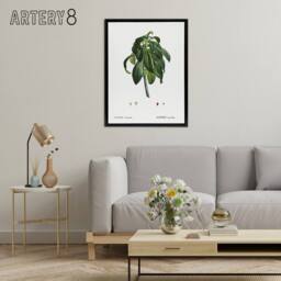"Artery8 Spurge Laurel Botanical Redoute Vintage Black Framed Canvas Wall Art in White - Size: W12"" x H16""" - thumbnail 3