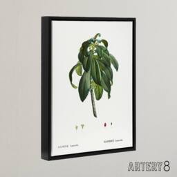 "Artery8 Spurge Laurel Botanical Redoute Vintage Black Framed Canvas Wall Art in White - Size: W12"" x H16""" - thumbnail 2