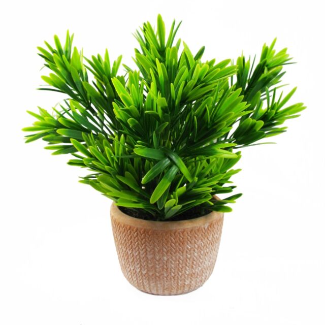 Leaf 22cm Foliage Honey Plant Dark Green in Terracotta Pot - image 1