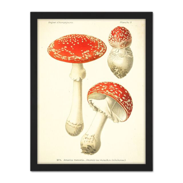"Artery8 Wall Art Print Dufour 1891 Mushroom Atlas Fly Agaric Large Framed Wall Décor Art in Black - Size: W18"" x H24""" - image 1
