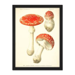 "Artery8 Wall Art Print Dufour 1891 Mushroom Atlas Fly Agaric Large Framed Wall Décor Art in Black - Size: W18"" x H24""" - thumbnail 1