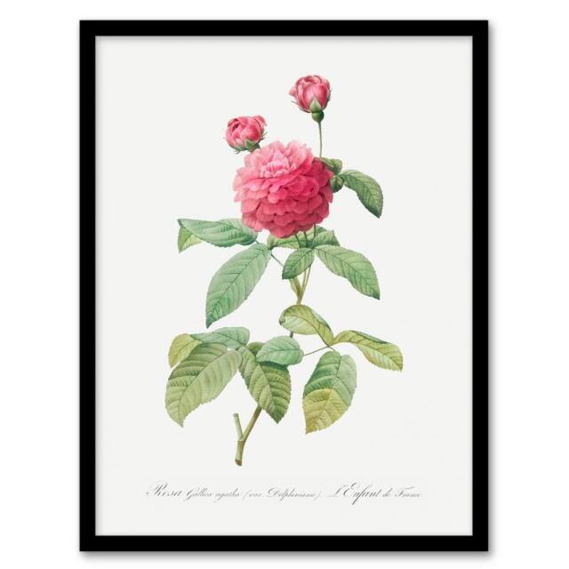 "Artery8 Agatha Rose Botanical Redoute Vintage Framed Wall Art Print in White - Size: W12"" x H16""" - image 1
