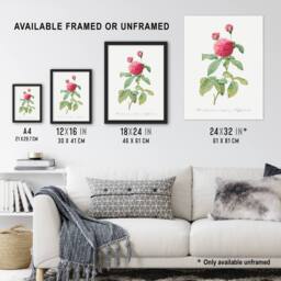 "Artery8 Agatha Rose Botanical Redoute Vintage Framed Wall Art Print in White - Size: W12"" x H16""" - thumbnail 3