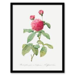 "Artery8 Agatha Rose Botanical Redoute Vintage Framed Wall Art Print in White - Size: W12"" x H16""" - thumbnail 1