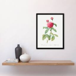 "Artery8 Agatha Rose Botanical Redoute Vintage Framed Wall Art Print in White - Size: W12"" x H16""" - thumbnail 4