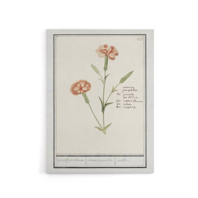 "Artery8 Carnation Dianthus Flower Anselmus de Boodt Canvas Wall Art Print in White - Size: W12"" x H16""" - image 1