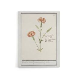 "Artery8 Carnation Dianthus Flower Anselmus de Boodt Canvas Wall Art Print in White - Size: W12"" x H16""" - thumbnail 1