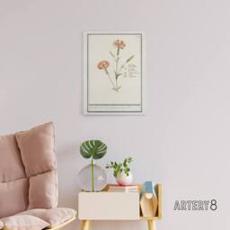 "Artery8 Carnation Dianthus Flower Anselmus de Boodt Canvas Wall Art Print in White - Size: W12"" x H16""" - thumbnail 3
