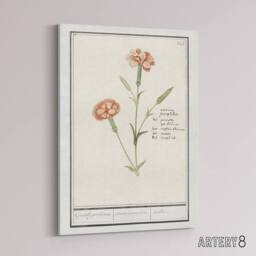 "Artery8 Carnation Dianthus Flower Anselmus de Boodt Canvas Wall Art Print in White - Size: W12"" x H16""" - thumbnail 2