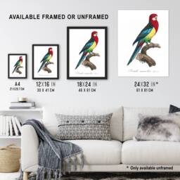 "Artery8 The Eastern Rosella Parrot Levaillant Framed Wall Art Print in White - Size: W12"" x H16""" - thumbnail 3