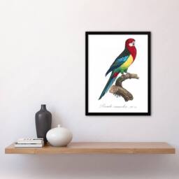 "Artery8 The Eastern Rosella Parrot Levaillant Framed Wall Art Print in White - Size: W12"" x H16""" - thumbnail 4