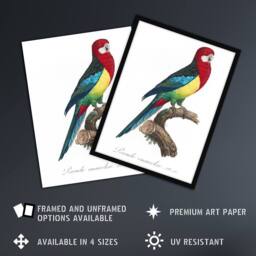 "Artery8 The Eastern Rosella Parrot Levaillant Framed Wall Art Print in White - Size: W12"" x H16""" - thumbnail 2