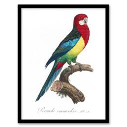 "Artery8 The Eastern Rosella Parrot Levaillant Framed Wall Art Print in White - Size: W12"" x H16""" - thumbnail 1