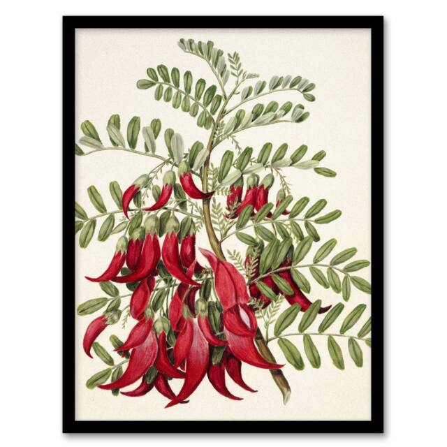 "Artery8 New Zealand Kaka Beak Plant Flowers Featon Framed Wall Art Print in Beige - Size: W12"" x H16""" - image 1