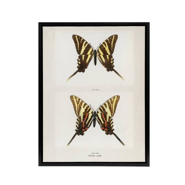 "Artery8 Papilio Ajax Butterfly Vintage Artwork Denton Framed Canvas Wall Art in White - Size: W12"" x H16""" - image 1
