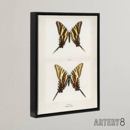 "Artery8 Papilio Ajax Butterfly Vintage Artwork Denton Framed Canvas Wall Art in White - Size: W12"" x H16""" - thumbnail 2