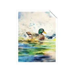 "Warren Reed - Designer Splashing Mallard Watercolour Unframed Art Print - Size: W24"" x H36""" - thumbnail 1