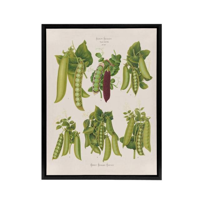 "Artery8 Peas Kitchen Vintage Botanical Ernst Benary Framed Canvas Wall Art in White - Size: W12"" x H16""" - image 1