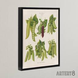 "Artery8 Peas Kitchen Vintage Botanical Ernst Benary Framed Canvas Wall Art in White - Size: W12"" x H16""" - thumbnail 2