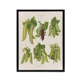 "Artery8 Peas Kitchen Vintage Botanical Ernst Benary Framed Canvas Wall Art in White - Size: W12"" x H16""" - thumbnail 1