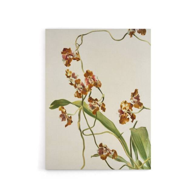 "Artery8 Frederick Sander Oncidium Superbiens Orchid Flowers Canvas Art Print - Size: W12"" x H16""" - image 1