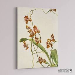 "Artery8 Frederick Sander Oncidium Superbiens Orchid Flowers Canvas Art Print - Size: W12"" x H16""" - thumbnail 2