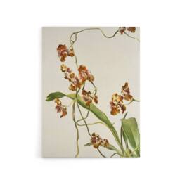 "Artery8 Frederick Sander Oncidium Superbiens Orchid Flowers Canvas Art Print - Size: W12"" x H16""" - thumbnail 1