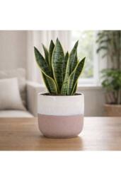 KDMD Hortus Pink & White Bordeaux Stoneware Pot 16cm H x 17cm Dia - thumbnail 4