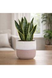 KDMD Hortus Pink & White Bordeaux Stoneware Pot 16cm H x 17cm Dia - thumbnail 3
