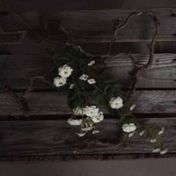 Lemon Pavilion Furniture and Decor Wild Meadow Rose Artificial Flower - L15 x W15 x H74 cm - White - thumbnail 2
