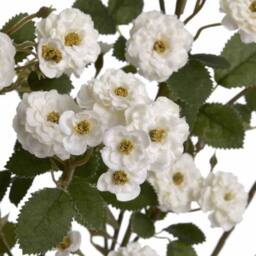 Lemon Pavilion Furniture and Decor Wild Meadow Rose Artificial Flower - L15 x W15 x H74 cm - White - thumbnail 5