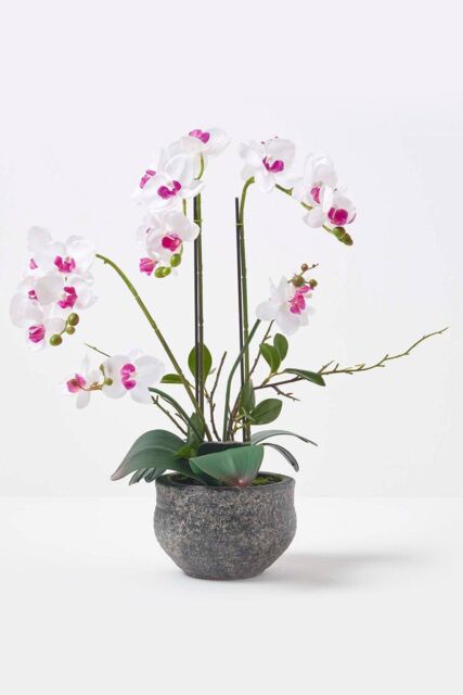 Homescapes Luxury Artificial Orchid in Pot, 5 Stems, 52 cm, White - image 1