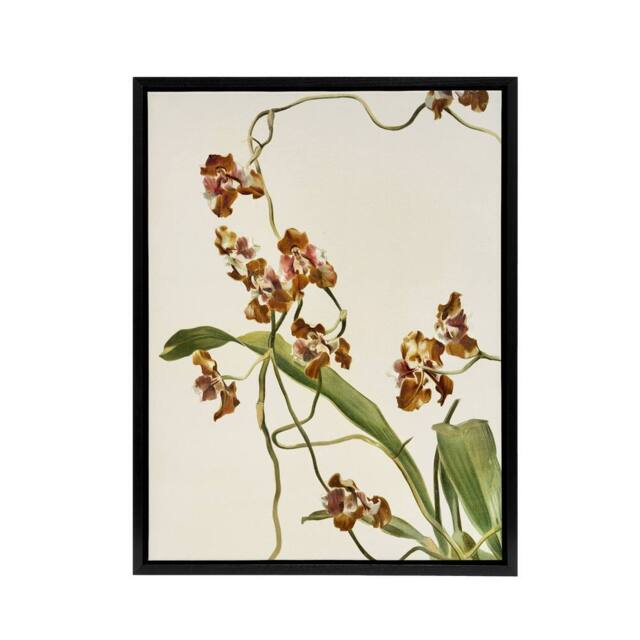 "Artery8 Frederick Sander Oncidium Superbiens Orchid Flowers Framed Canvas Art - Size: W12"" x H16""" - image 1